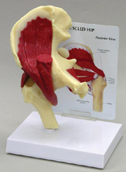 Hip Joint With Muscles Pharmaceutical and Anatomical Model Gifts